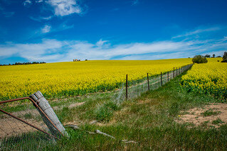 crop field-1