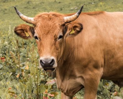 Nica cow